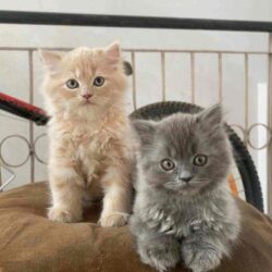 British Longhair Kitten in Rohtak