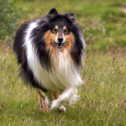 Rough Collie Puppies for Sale