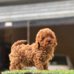 Poodle Puppies for Sale in Rohtak