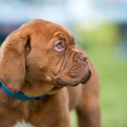 French Mastiff Puppies for Sale in Kochi