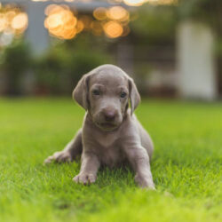 Weimaraner Puppies for Sale