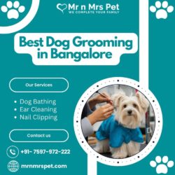 Dog Grooming in Bangalore