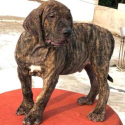 Presa Canario Puppies for Sale in Nagpur