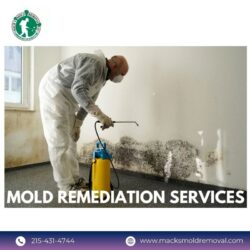 mold remediation services (1)