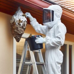 Wasp Removal Service-2