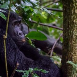 relaxing-in-bwindi-forest-gorilla-500x333