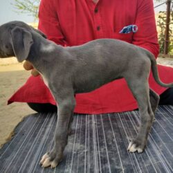 Rampur Hound Puppies for Sale in Ghaziabad