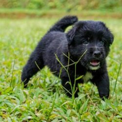 Newfoundland Puppies for Sale