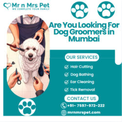 Dog Groomers in Mumbai