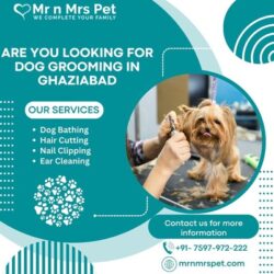 Dog Grooming in Ghaziabad