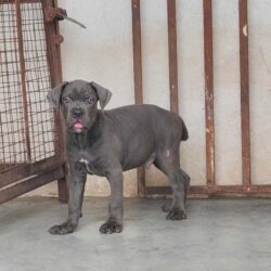 Cane Corso Puppies for Sale in Imphal