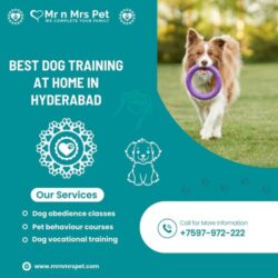 Dog Training in Hyderabad