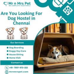 Dog Hostel in Chennai