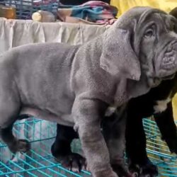 Neapolitan Mastiff Puppies for Sale in Ghaziabad