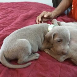 Weimaraner Puppies for Sale in Noida