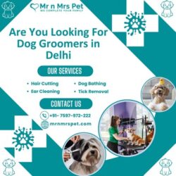 Dog Groomers in Delhi