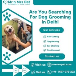 Dog Grooming in Delhi.