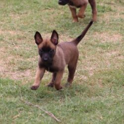 Belgian Malinois Puppies for Sale in Imphal