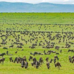 Serengeti-National-Park-Africa-Kenya-Safaris2