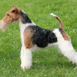 Fox Terrier Wire Puppies for Sale in Ghaziabad