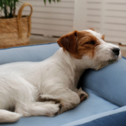 Snoozle - Orthopedic Memory Foam Dog Bed