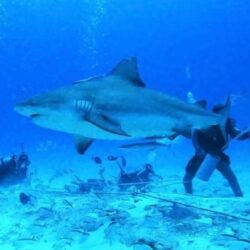 Cancun whale shark tours