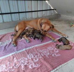 Rhodesian Ridgeback Puppies for Sale in Noida