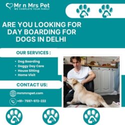 Day Boarding For Dogs in Delhi