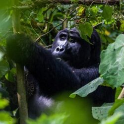 gorilla-uganda-trek-500x333