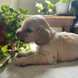 Cocker Spaniel Puppies for Sale in Noida