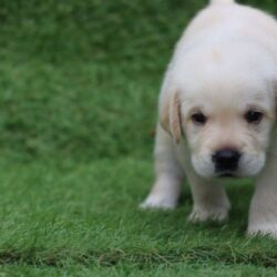 Labrador Retriever Puppies for Sale in Ghaziabad