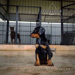 European Doberman Puppies for Sale