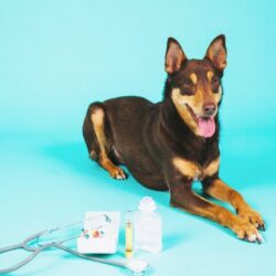 Deworming for Pets