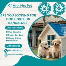 Dog Hostel in Bangalore