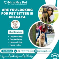 Pet Sitter in Kolkata