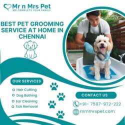 Pet Grooming Service at Home in Chennai