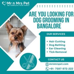 Dog Grooming in Bangalore.