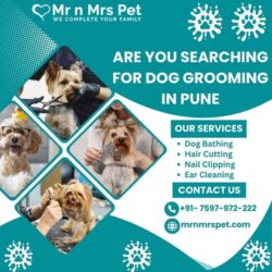 Dog Grooming in Pune