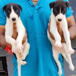 Greyhound Puppies for Sale in Ghaziabad