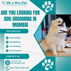 Dog Grooming in Mumbai