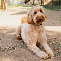 Goldendoodle Puppies for Sale in Ghaziabad