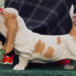 Basset Hound Puppies for Sale