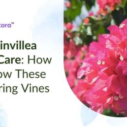 bougainvillea-plant-
