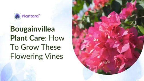 bougainvillea-plant- bougainvillea-plant-