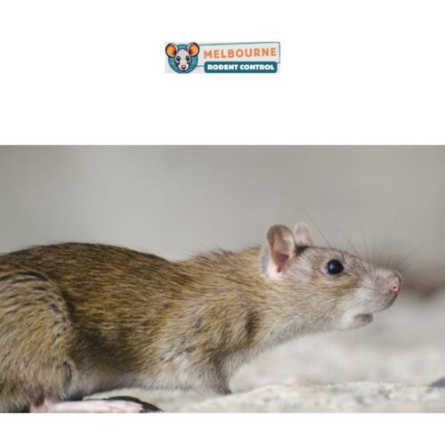 Mice Removal Melbourne Mice Removal Melbourne