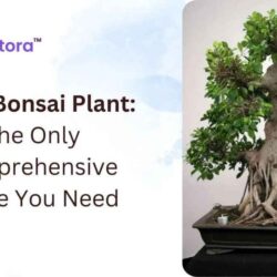 Ficus-Bonsai-Plant-The-Only-Comprehensive-Guide-You-Need (1)