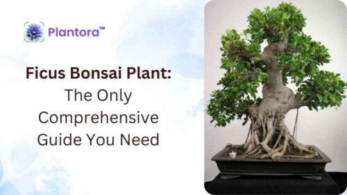 Ficus-Bonsai-Plant-The-Only-Comprehensive-Guide-You-Need (1) Ficus-Bonsai-Plant-The-Only-Comprehensive-Guide-You-Need (1)