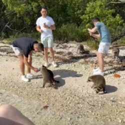 Raccoon Island Tour Miami