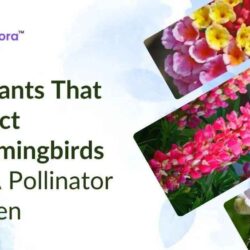 hummingbird-attracting-plants (1) (1)