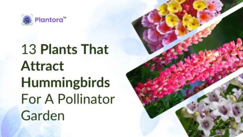 hummingbird-attracting-plants (1) (1) hummingbird-attracting-plants (1) (1)